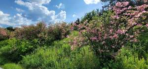 Azalea Fields Pittfield State Forest Group Hike
