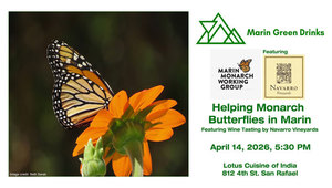 Helping Monarch Butterflies in Marin