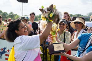Running of the Chihuahuas