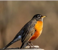 Spring is Coming, and So are the Birds!