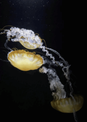 Nepenthe Gallery: Blockbuster Photography Exhibit