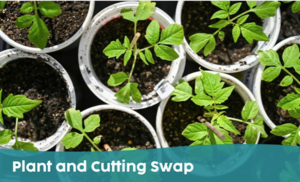 Plant and Cutting Swap