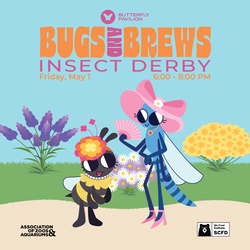 Bugs and Brews: Insect Derby