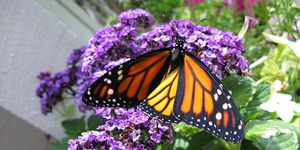 Monarch Memorial