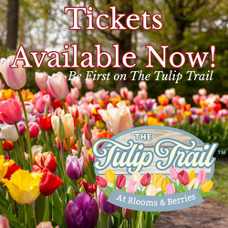 The Tulip Trail