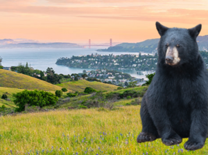Bears in Marin