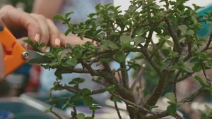 Bonsai & Brews at Central Park St Pete