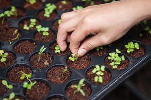 Budding Gardeners