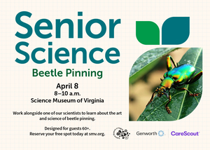 Senior Science: Beetle Pinning