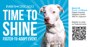 Time to Shine Foster to Adopt Event