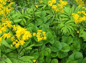 Replacing Mulch with Spring Groundcovers