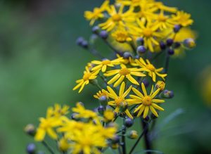 Shade-Loving Spring Perennials