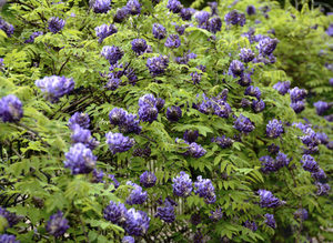 Supporting Your Plants with Garden Structures