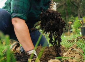 Supporting Living Soil to Support Your Plants