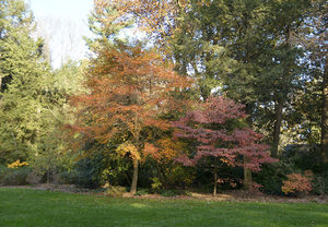Creating Habitat by Planting the Woodland Edge