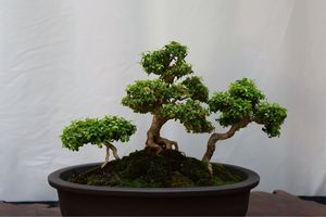 Bonsai Show at the Botanical Gardens