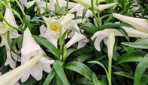 Bishop Janes UMC Celebrates Easter Sunday — All Are Welcome