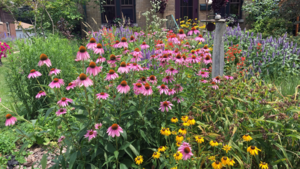 Native Plant Sale - Friends of Wehr