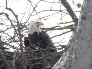 Bald Eagle Strolls