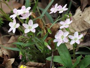 Wildflower and Birdwatching Walk