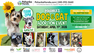 Spring Dog & Cat Adoption Event 🐾 No Adoption Fees!