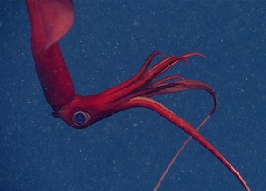 Profs & Pints DC: Exploring the Deep Sea