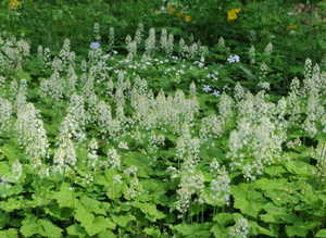 Replacing Mulch with Spring Groundcovers (Online)