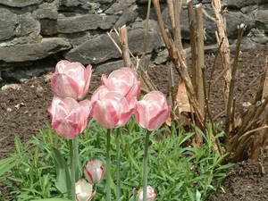 Kids Day on Peebles Island