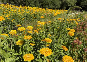 Flower Picking: Sunflowers, zinnias and more August 2026 eastern Connecticut