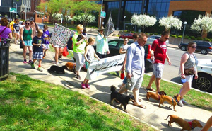 24th Annual Rochester Dachshund Parade