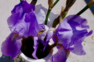 Easter Sunday — Sung Liturgy