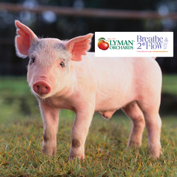 Oink & Om: Yoga Flow Class at Lyman Orchards