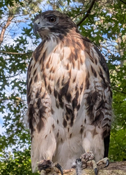 Wildlife Warriors - Raptor Lives Matter