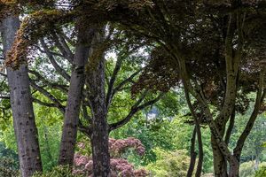 Tree Care 101: Tree Root Systems and Air Spade Demo