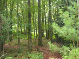 Tree Identification Hike with Wildlands Conservancy