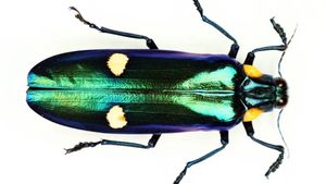 Insect Pinning: Giant Green Jewel Beetle