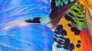 Tiny Glass Cloche Making Workshop