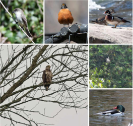 Celebrate Birds @ Brandywine Zoo
