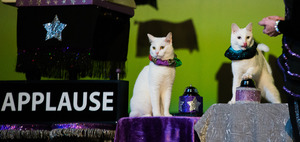 The Amazing Acro-cats Pounce on Portland!