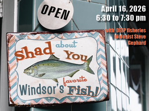 Shad About You: Windsor's Favorite Fish
