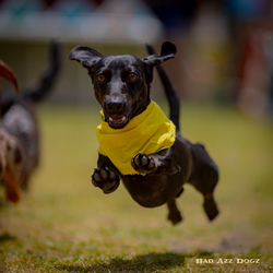 Florida Wiener Dog Derby XVI -Sweet 16- with Riverfest