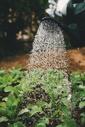 Spring and Summer Vegetable Gardening