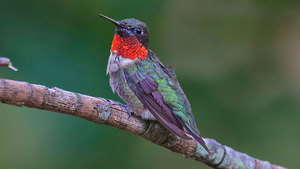Hummingbird Research Webinar