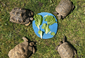 EarthFest Weekend at SF Zoo