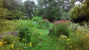 Nature Preserve Walk
