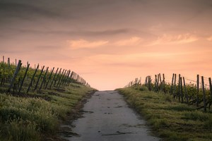 A Purposeful Path: Exploring the Energetics of Passion, Surrender and Flow