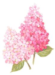 Duxbury Hydrangea Festival and Garden Tour