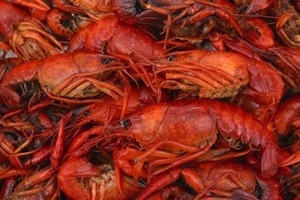 Crawfish Boil at Rock N Wool Winery