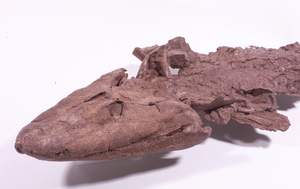 Your Inner Fish Revisited: New Insights into Our Fishy Past
