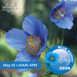 Blue Poppy Day